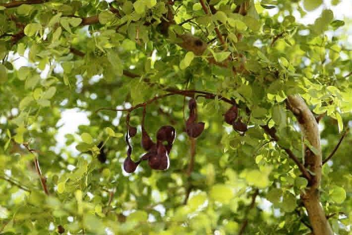 Bauhinia rufescens fruit