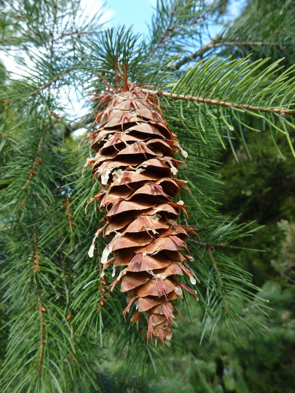 Pseudotsuga macrocarpa fruit