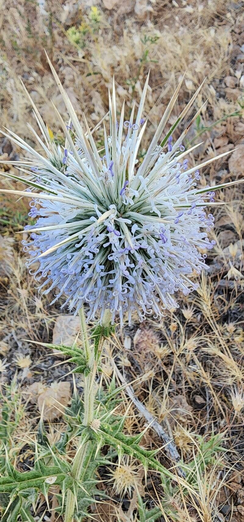 Echinops austroiranicus flower