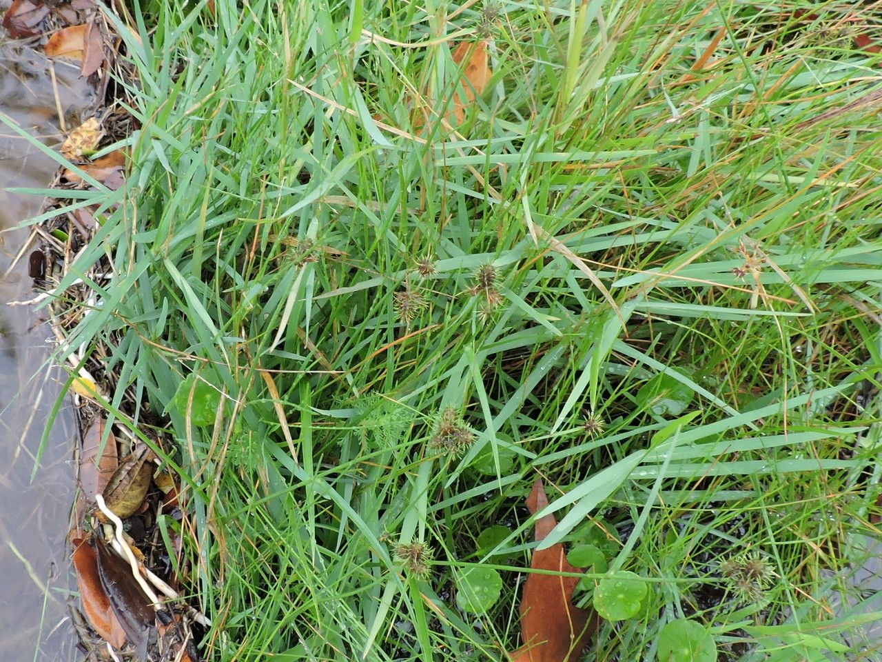 Fuirena simplex habit