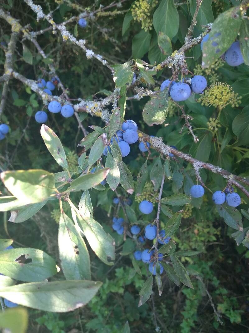 Prunus × fruticans leaf