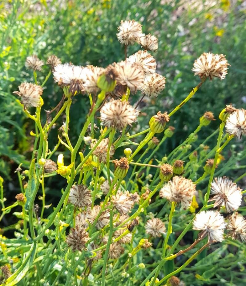 Jacobaea lycopifolia fruit