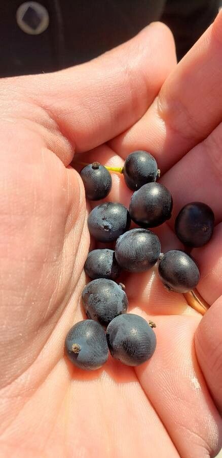 Berberis microphylla fruit