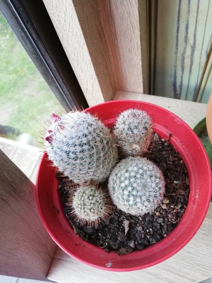 Mammillaria haageana bark