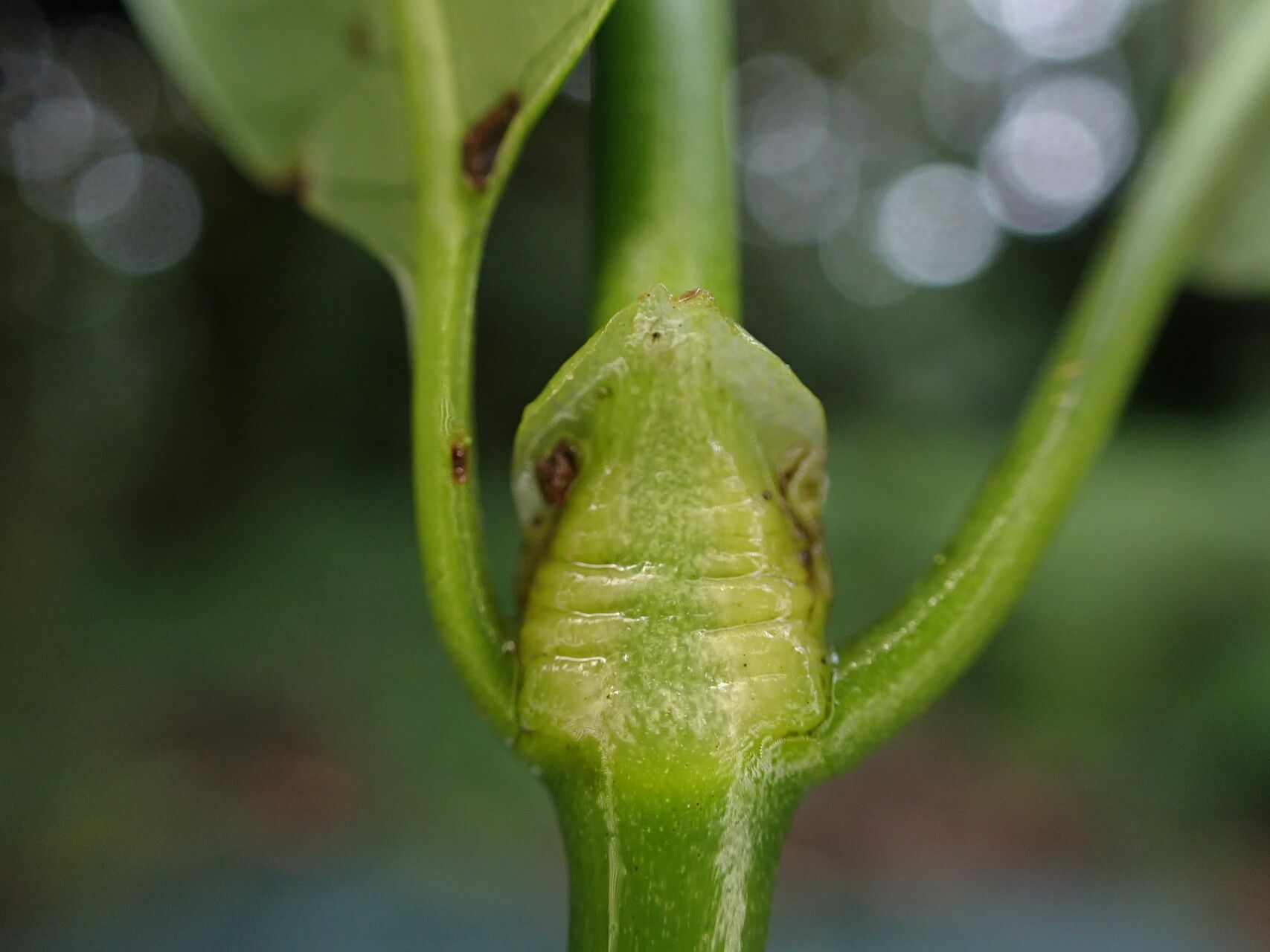 Psychotria exellii bark