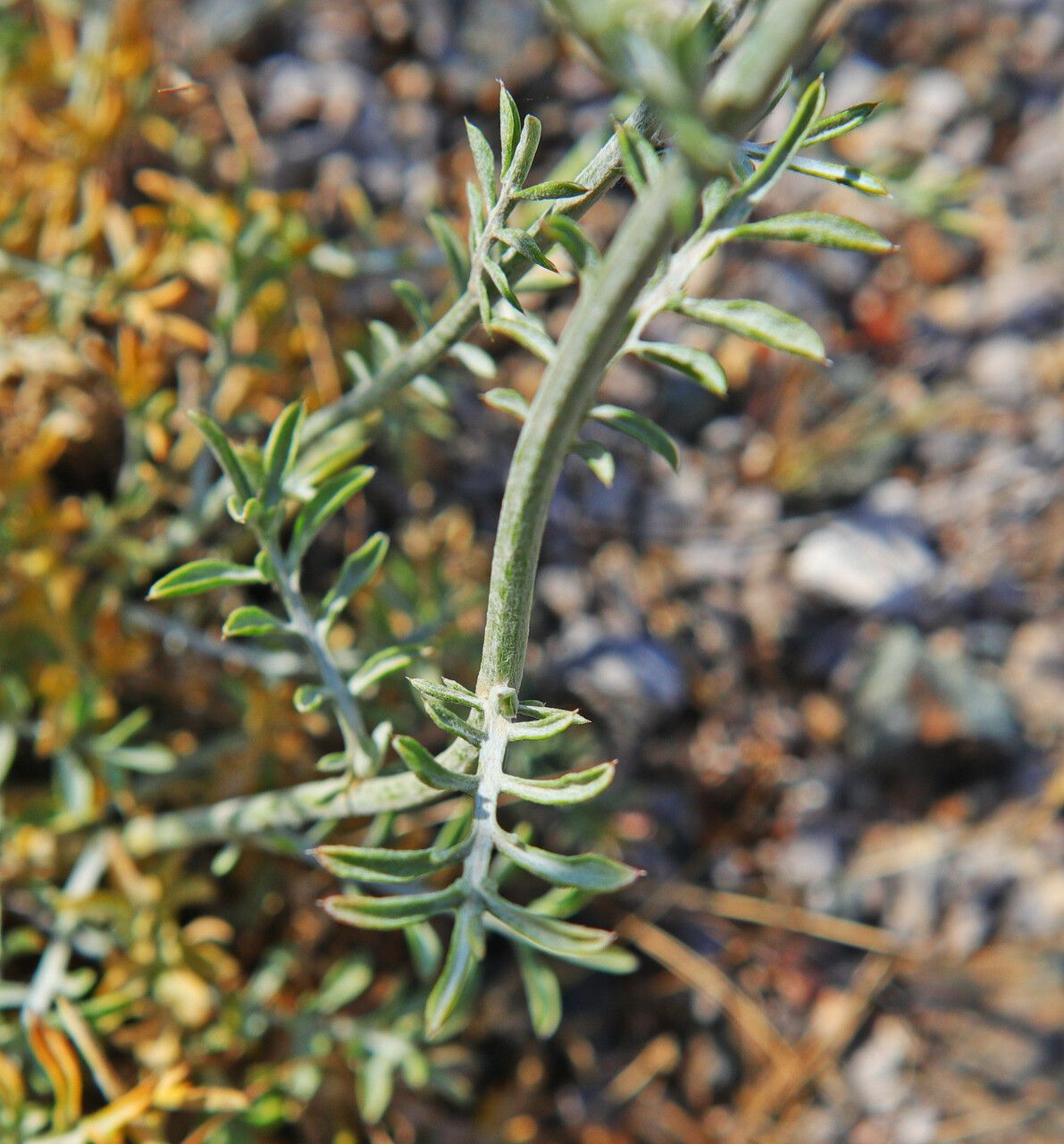 Centaurea laureotica — houseplant care guide