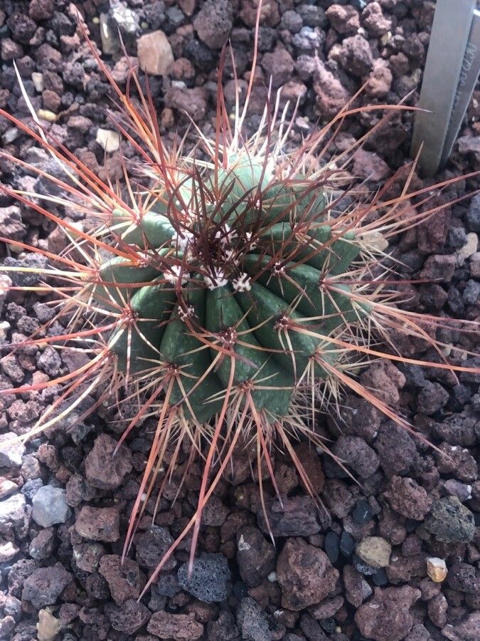 Melocactus levitestatus leaf