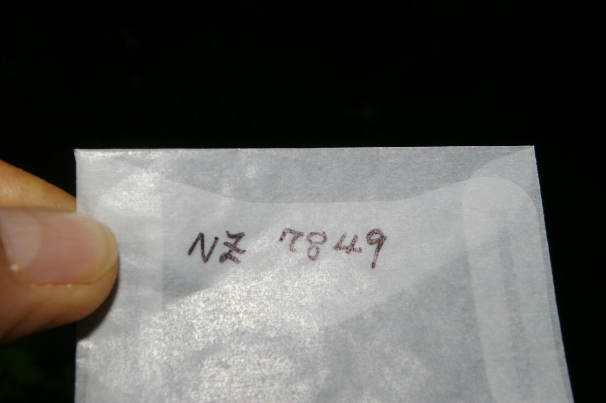 Tradescantia poelliae fruit