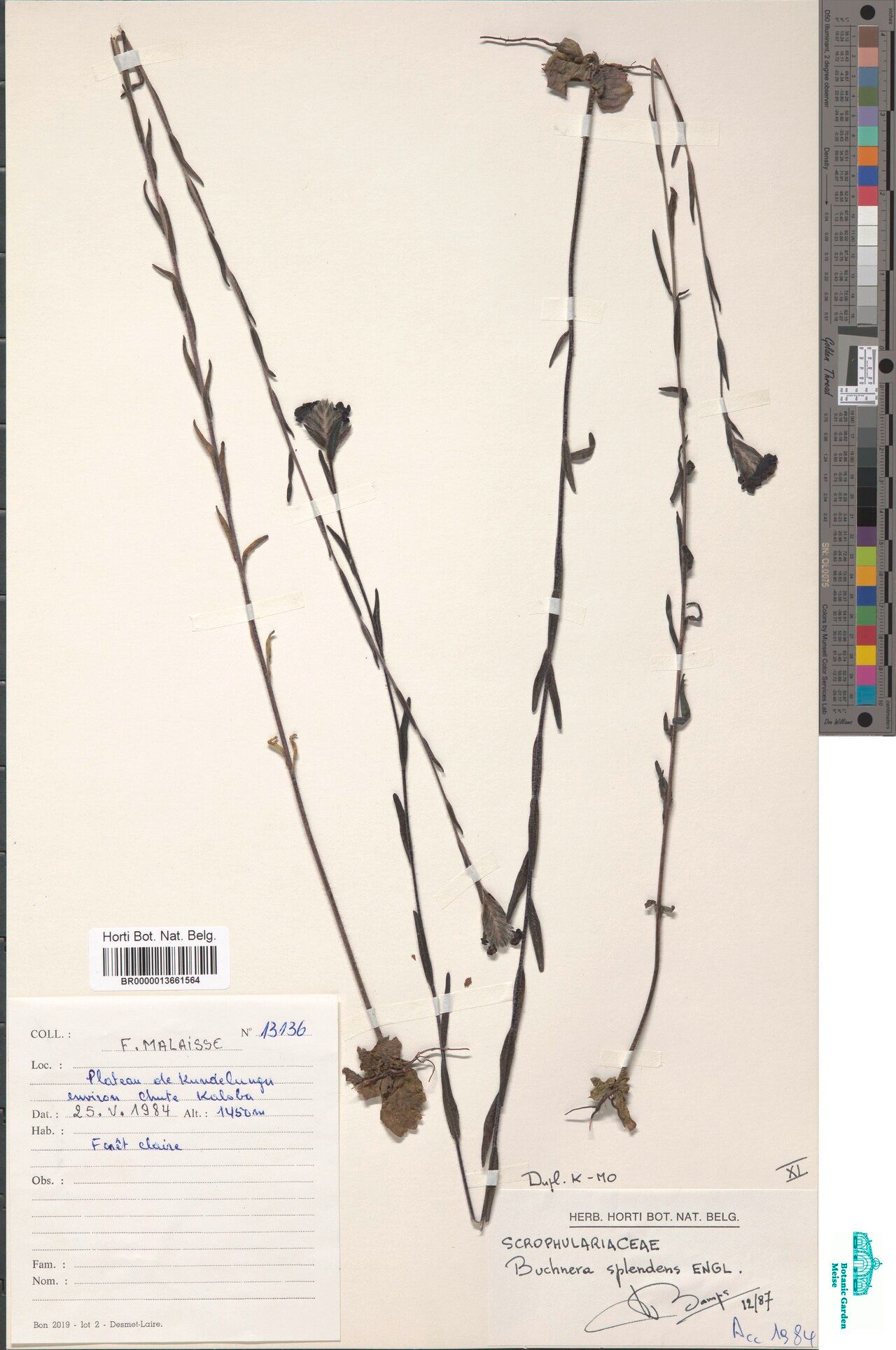 Buchnera splendens — houseplant care guide