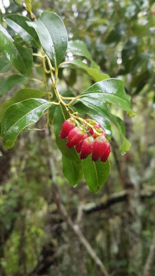 Agarista salicifolia — related species from the same genus