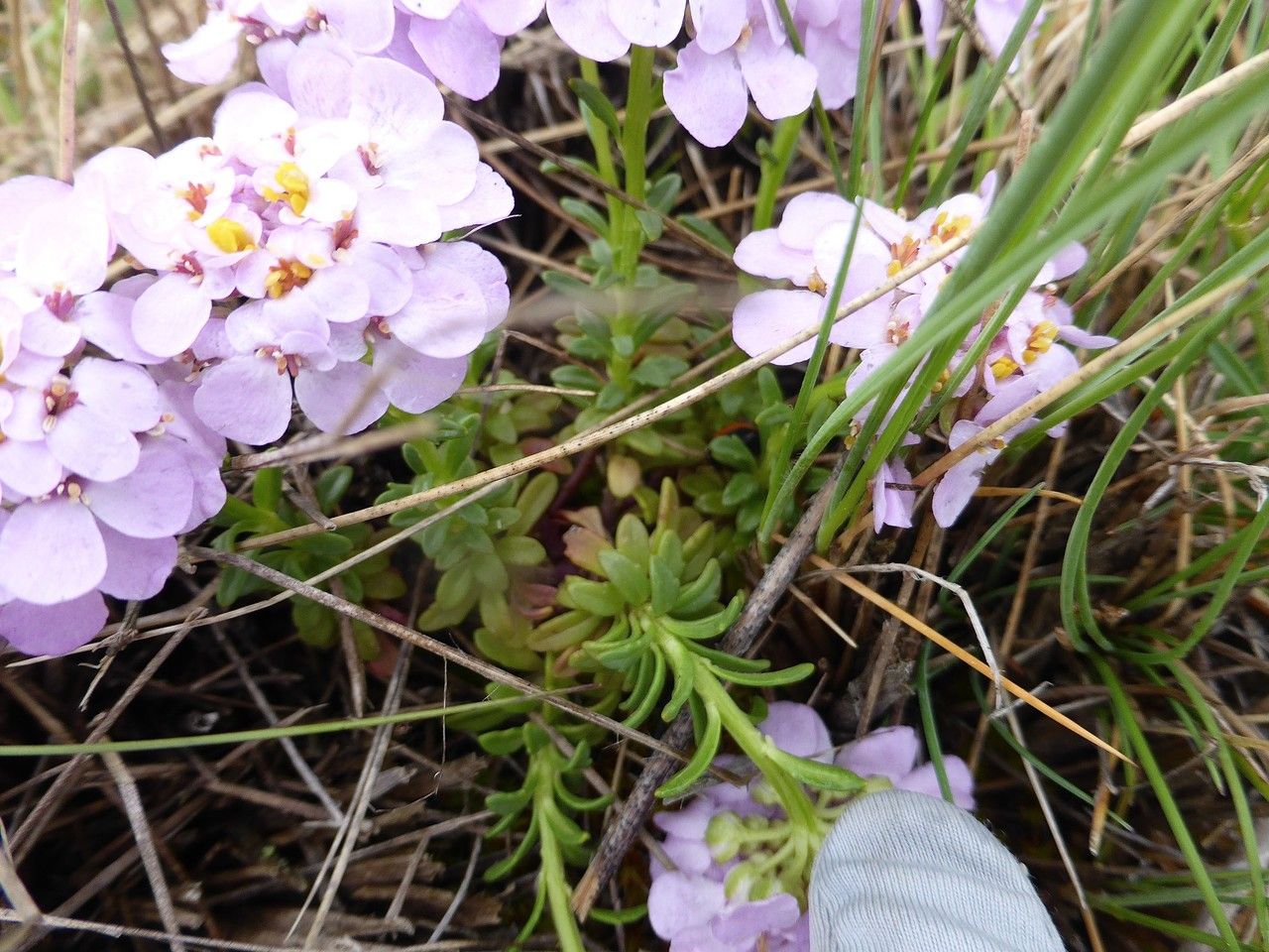 Iberis aurosica habit