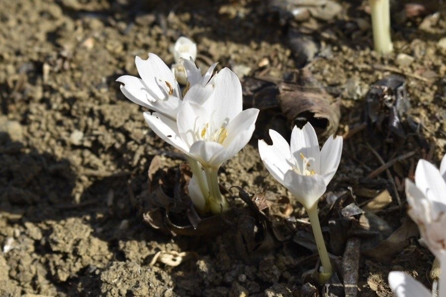 Colchicum longifolium flower