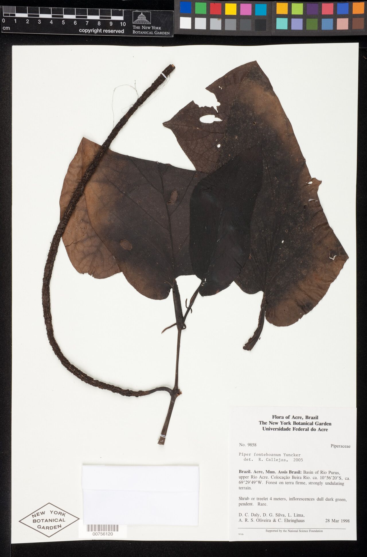 Piper fonteboanum — houseplant care guide