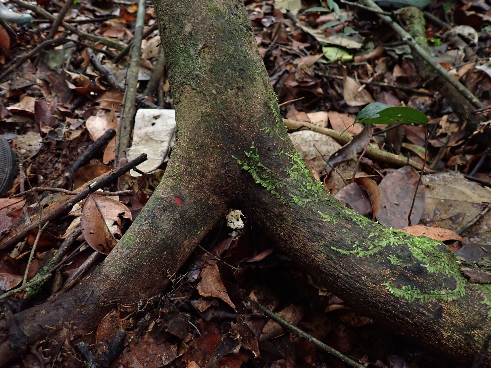 Englerophytum laurentii bark