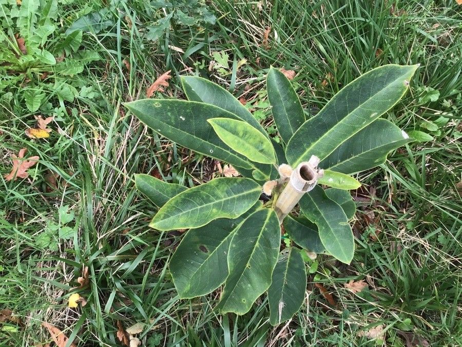 Magnolia fulva — search result for 'Magnoliaceae'