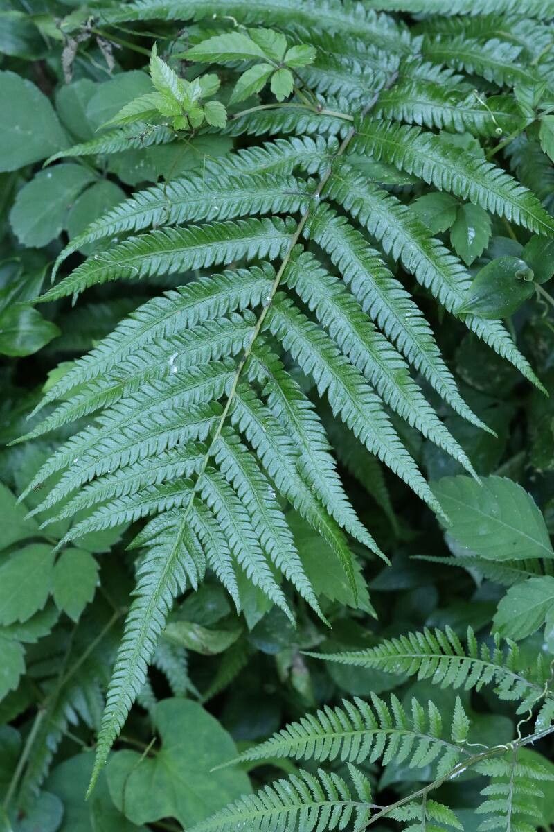 Thelypteris acuminata