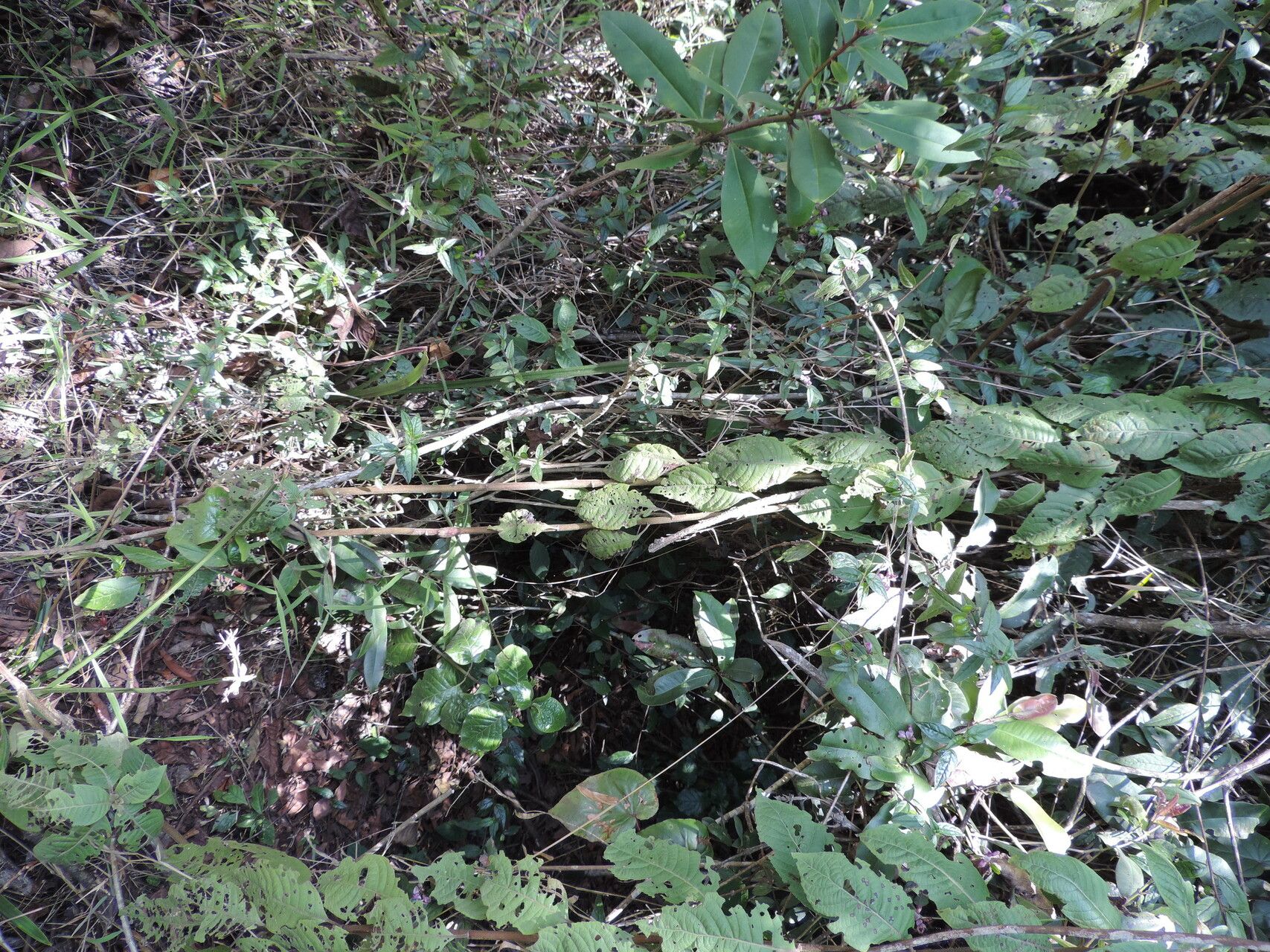 Polygala engleri habit