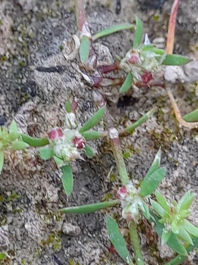 Paronychia arabica flower