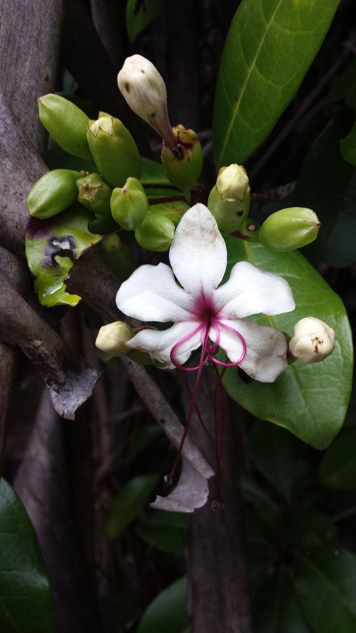 Clerodendrum aucubifolium flower