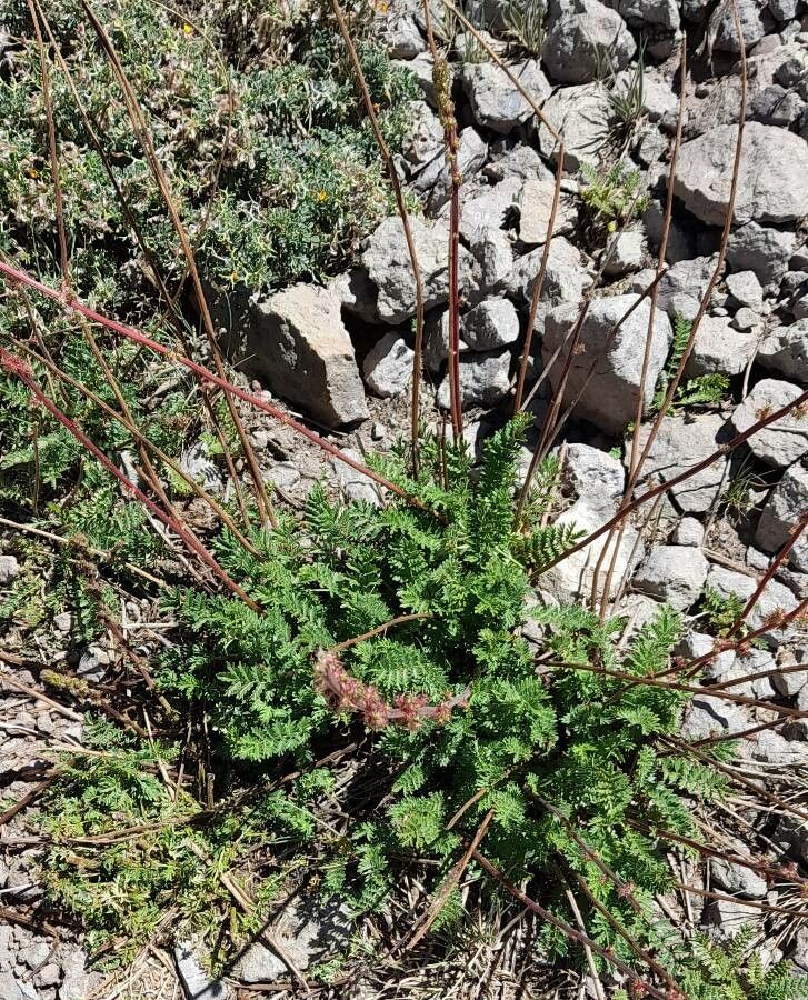 Acaena pinnatifida habit