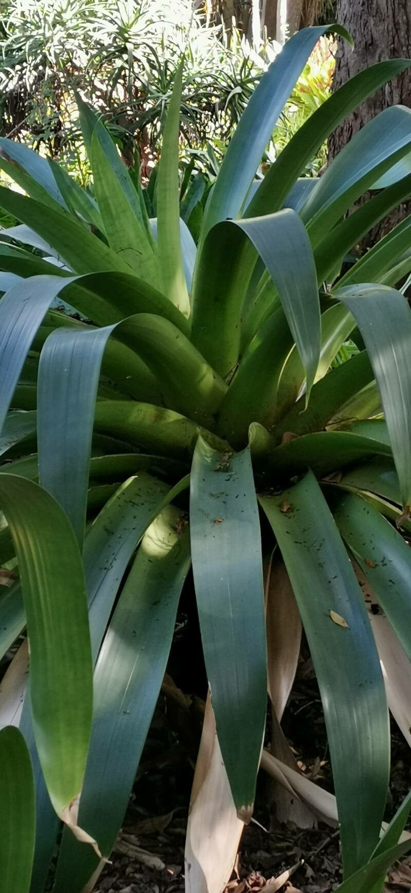 Billbergia rosea leaf