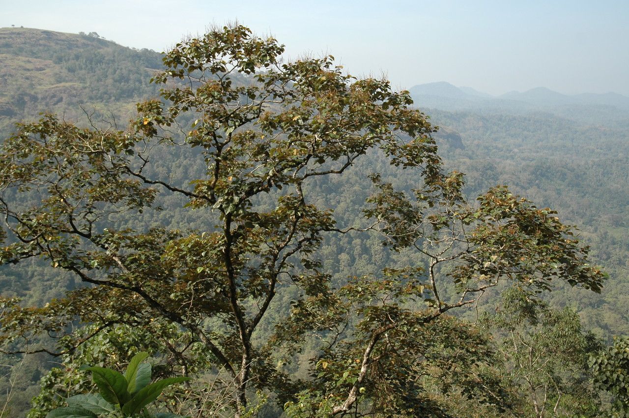 Mallotus tetracoccus habit