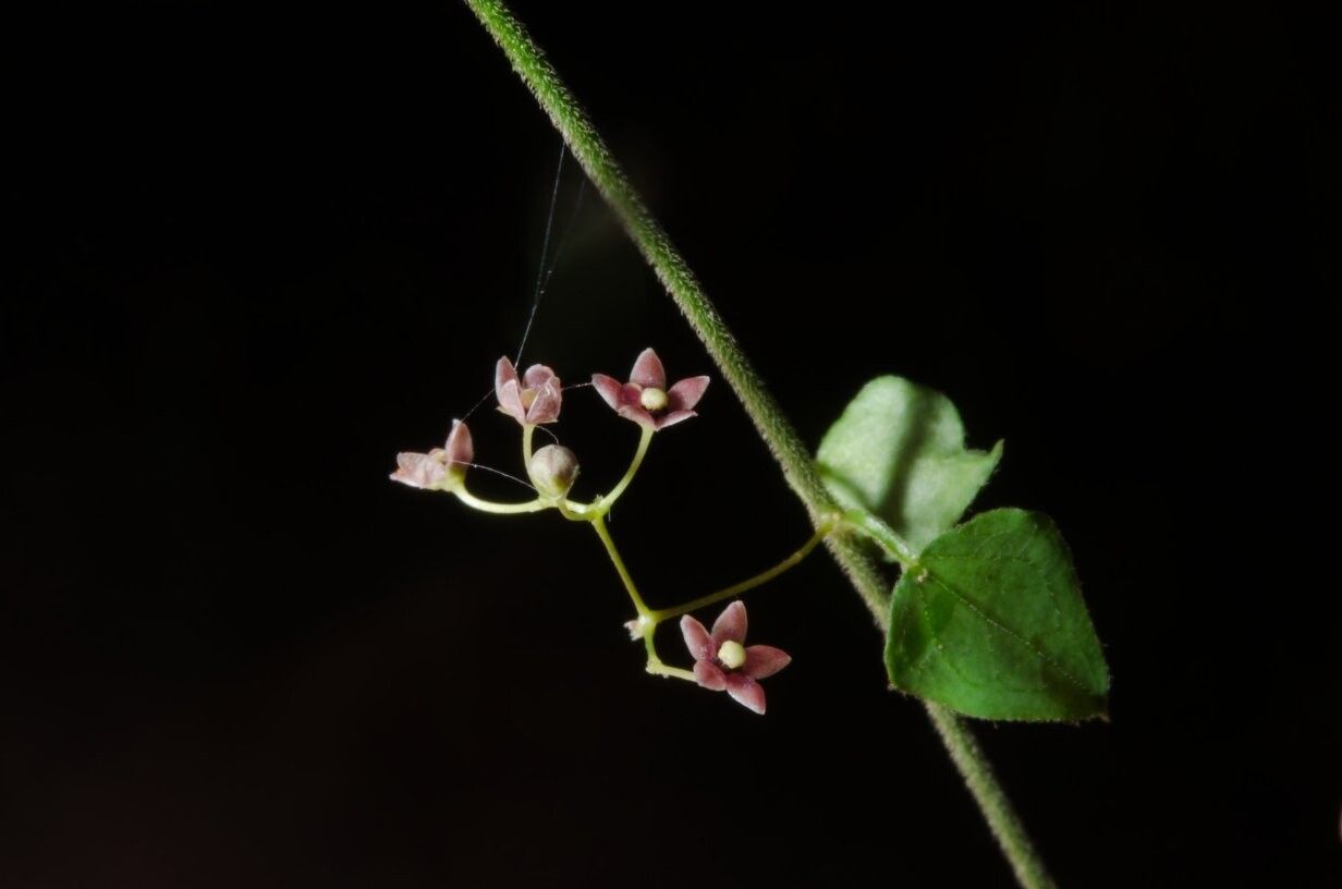 Vincetoxicum parvum — search result for 'Vincetoxicum'