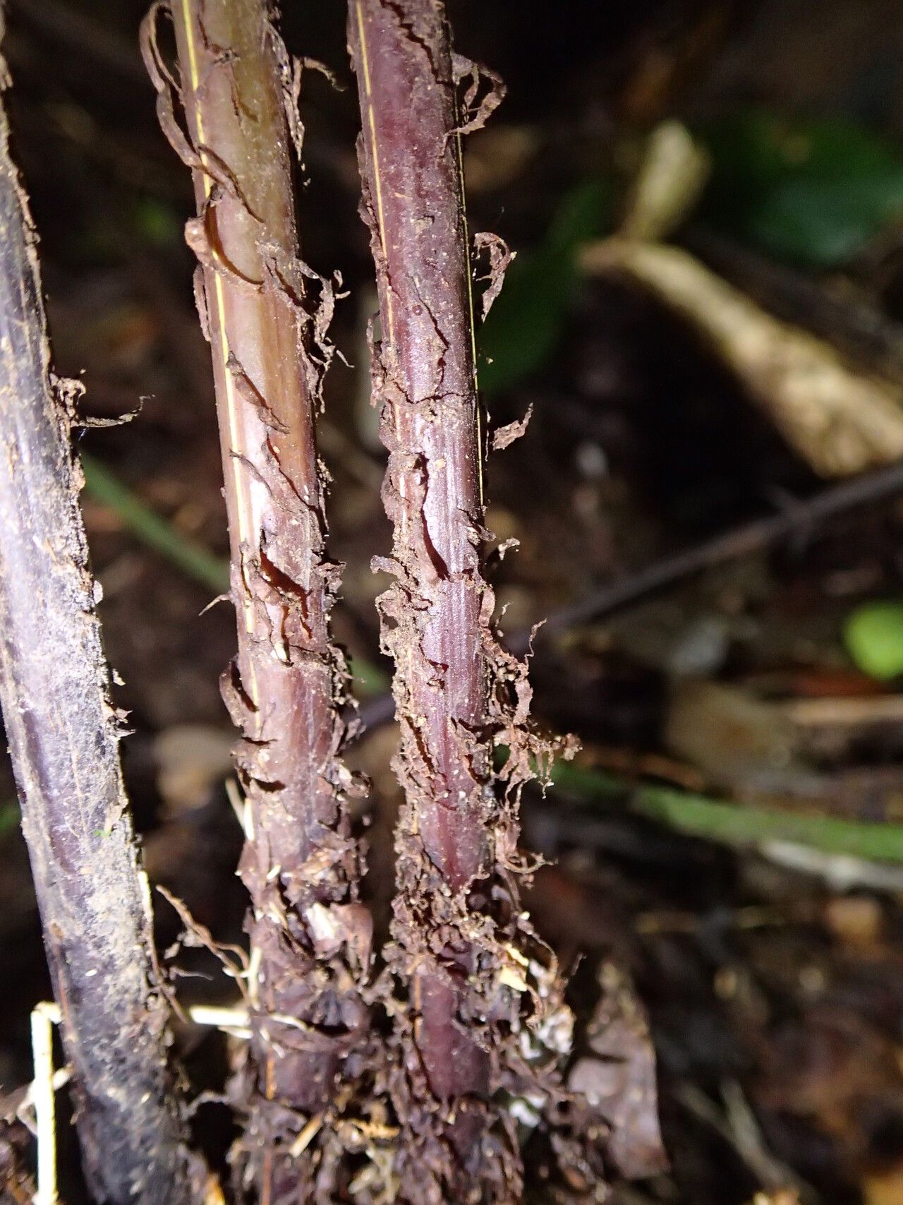 Tectaria barteri other