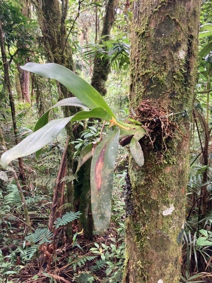 Dendrobium muricatum flower