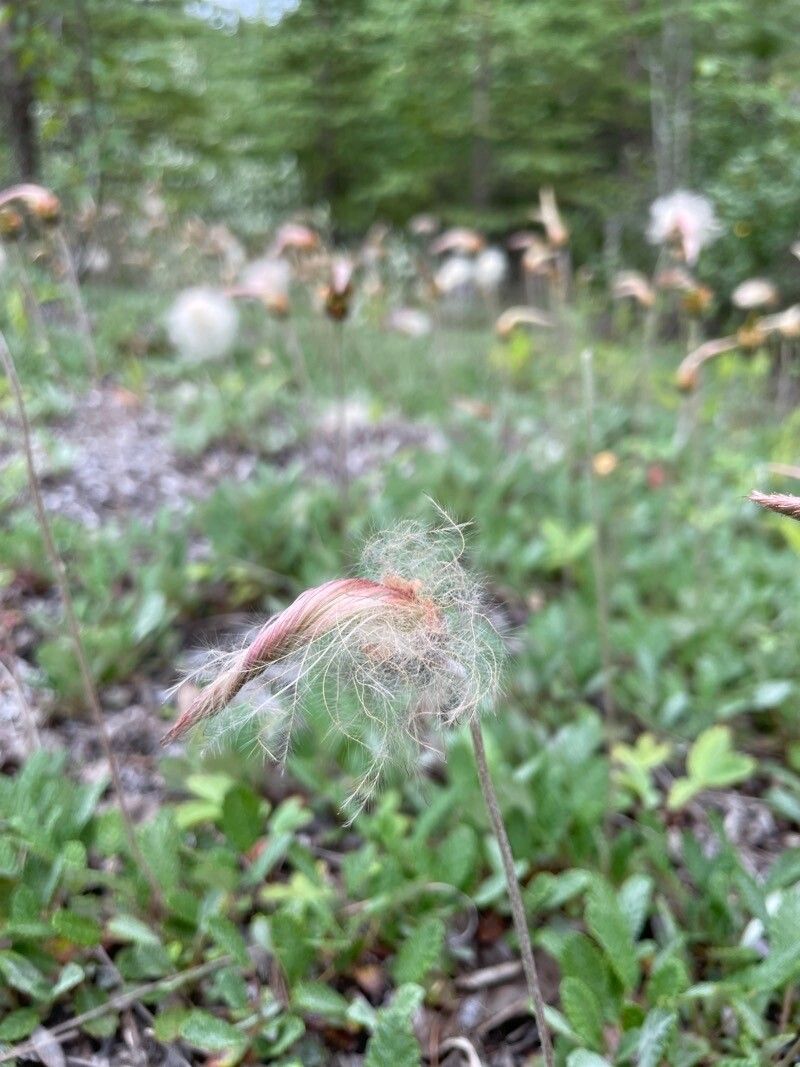 Dryas drummondii fruit