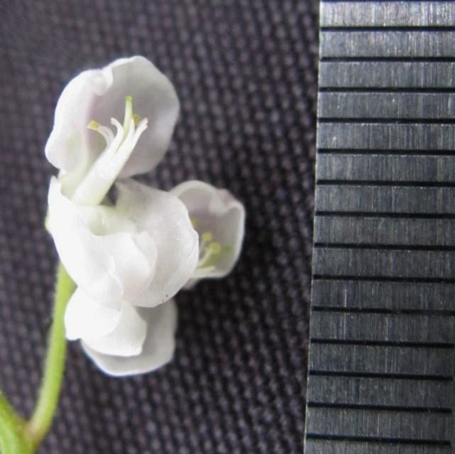 Desmodium wydlerianum other