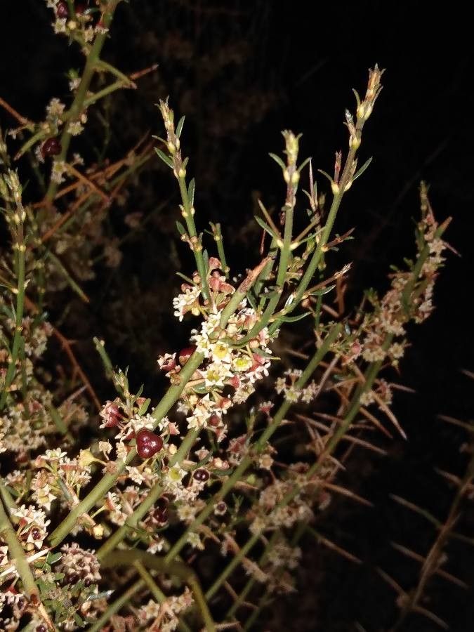 Discaria pubescens — search result for 'Rhamnaceae'