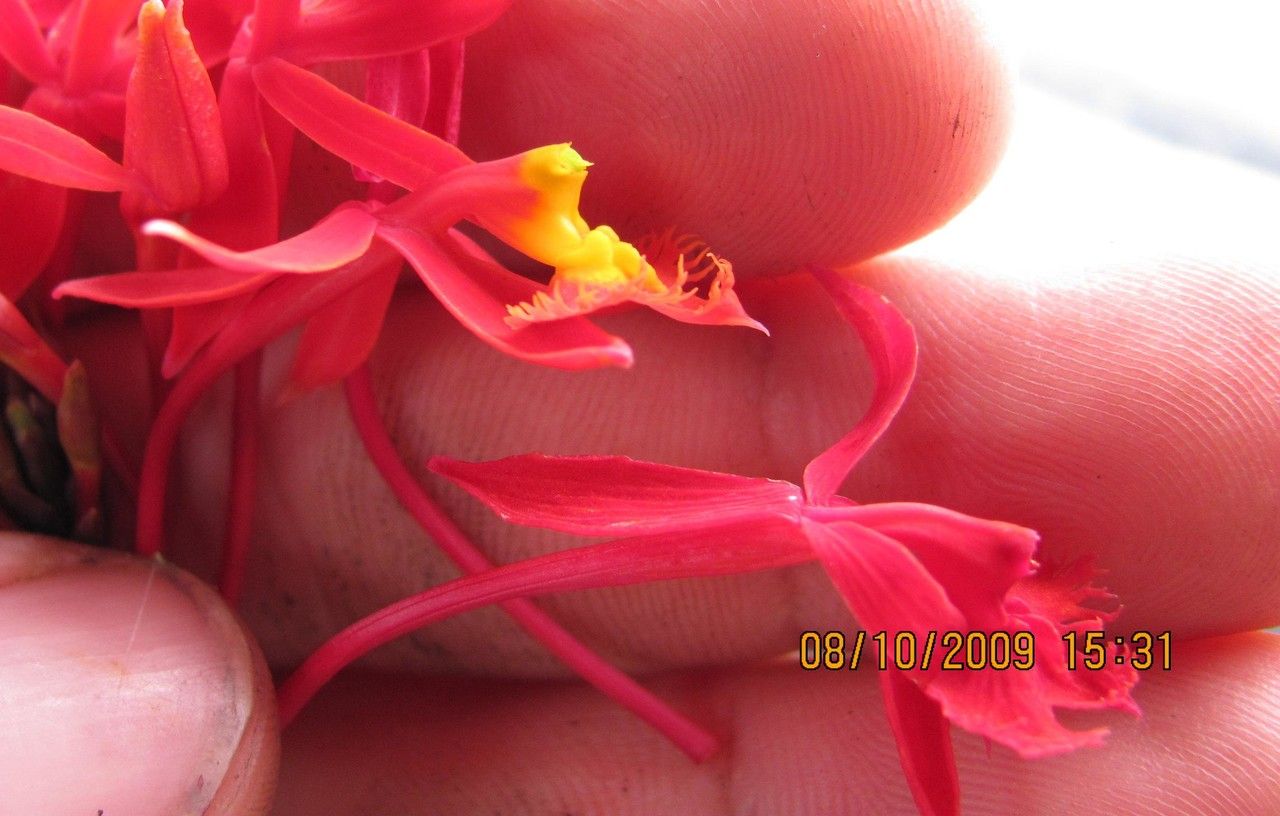 Epidendrum baumannianum flower