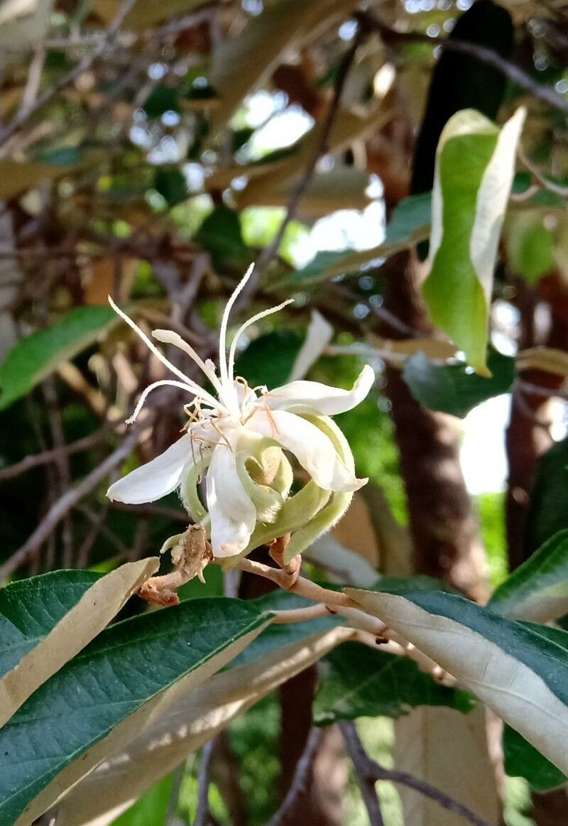 Pterospermum suberifolium — related species from the same genus