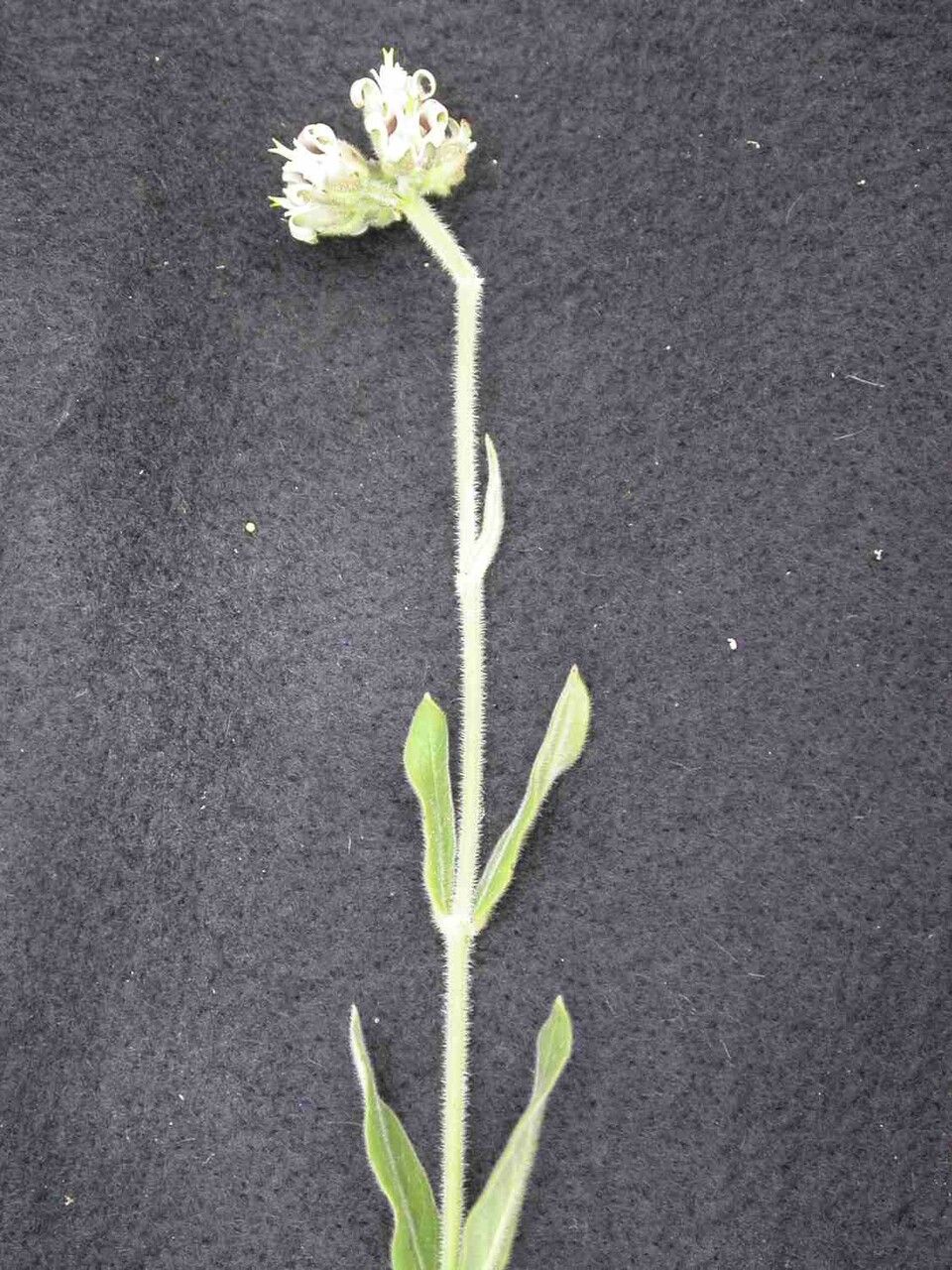 Oxypetalum foliosum leaf