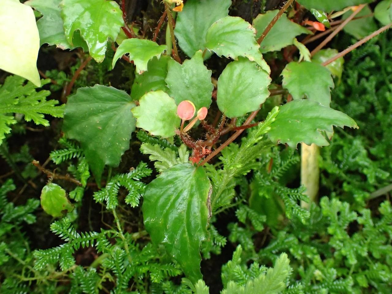 Begonia prismatocarpa habit