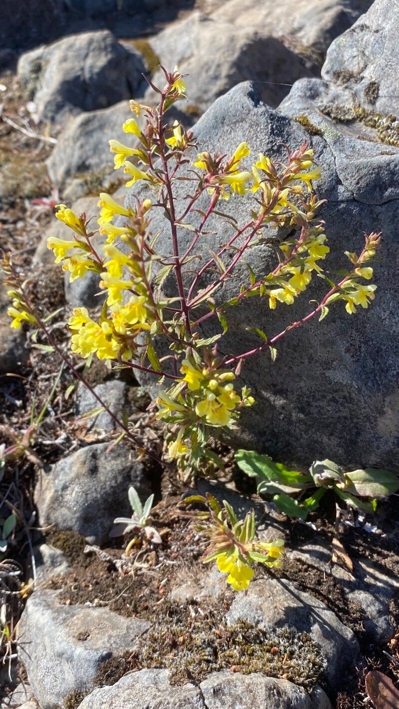 Odontites hollianus habit