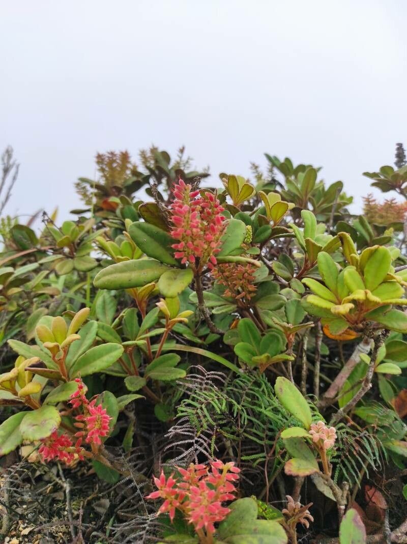 Pterophylla ouaiemensis — houseplant care guide