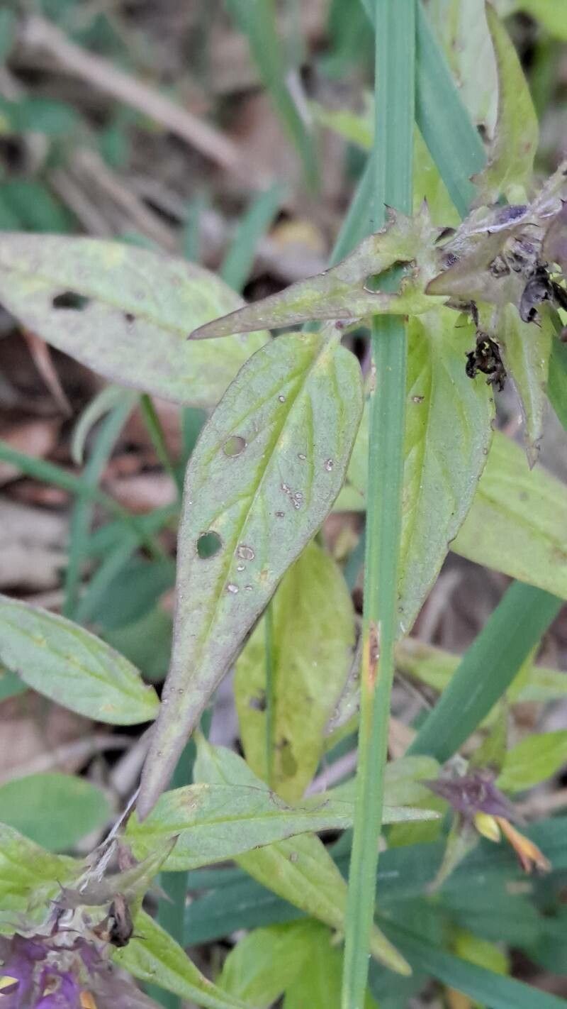 Melampyrum subalpinum — houseplant care guide