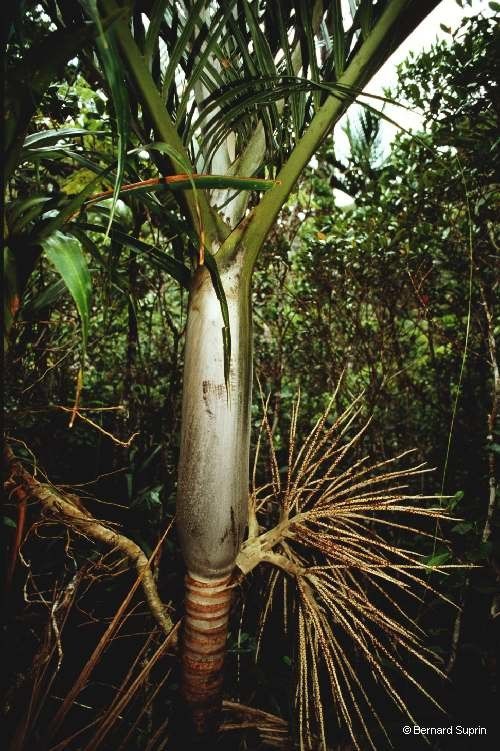 Basselinia sordida bark