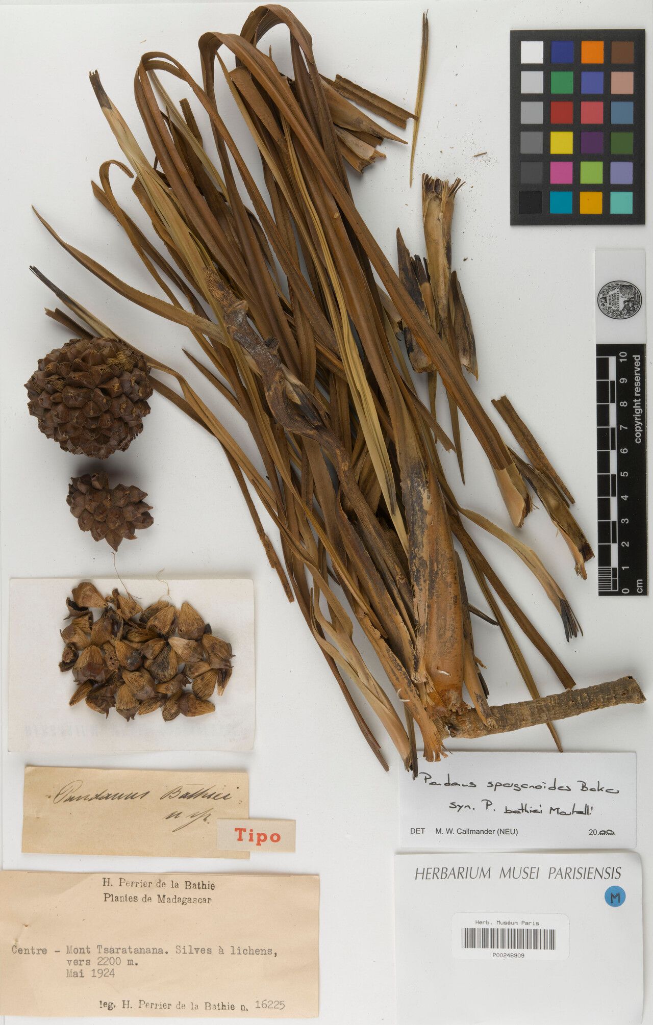 Pandanus bathiei — houseplant care guide