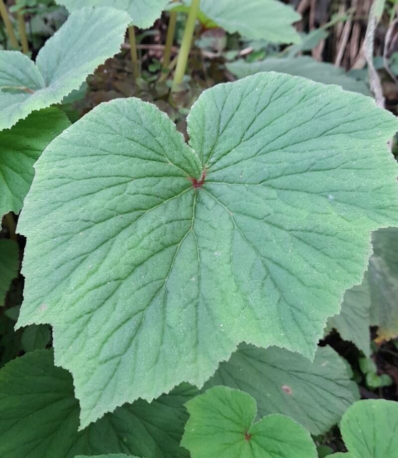 Begonia rubricaulis leaf