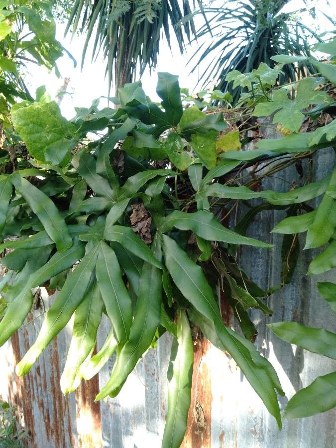 Lygodium circinatum habit