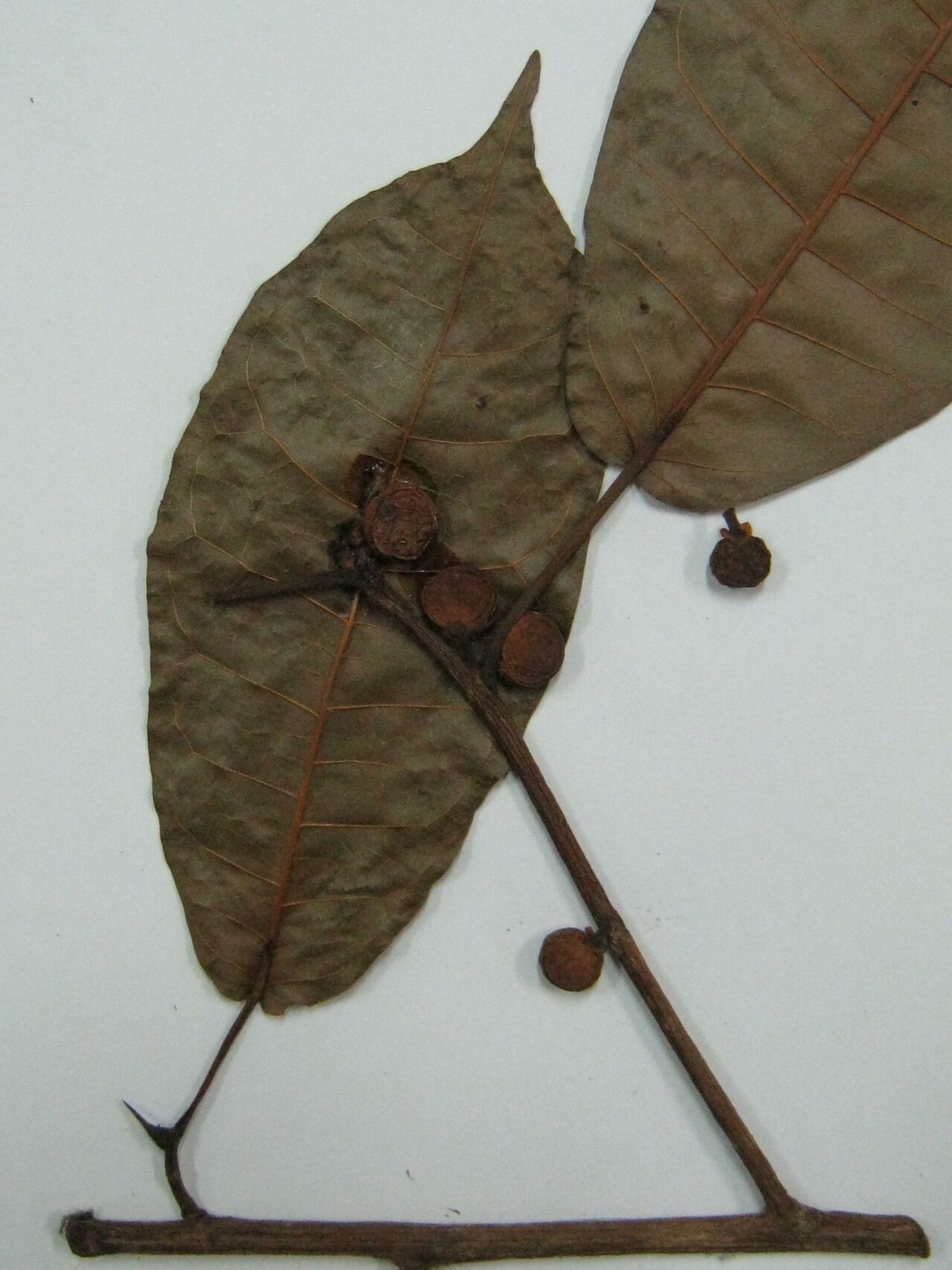 Ficus krukovii other