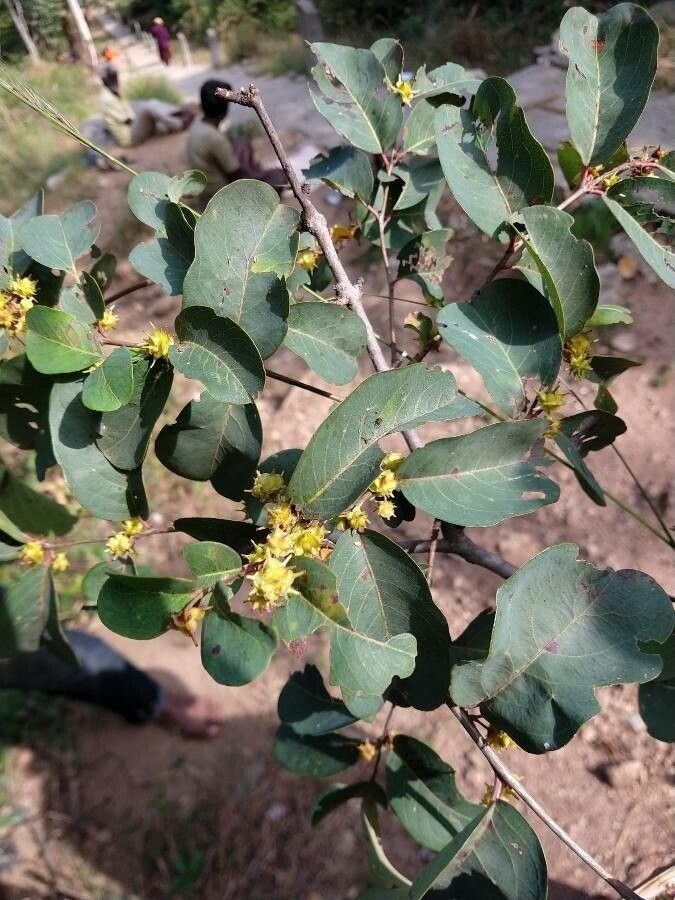 Terminalia anogeissiana