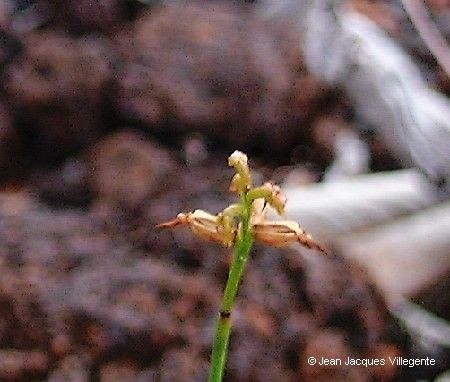 Genoplesium calopterum flower