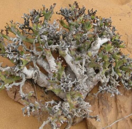 Euphorbia hamata habit