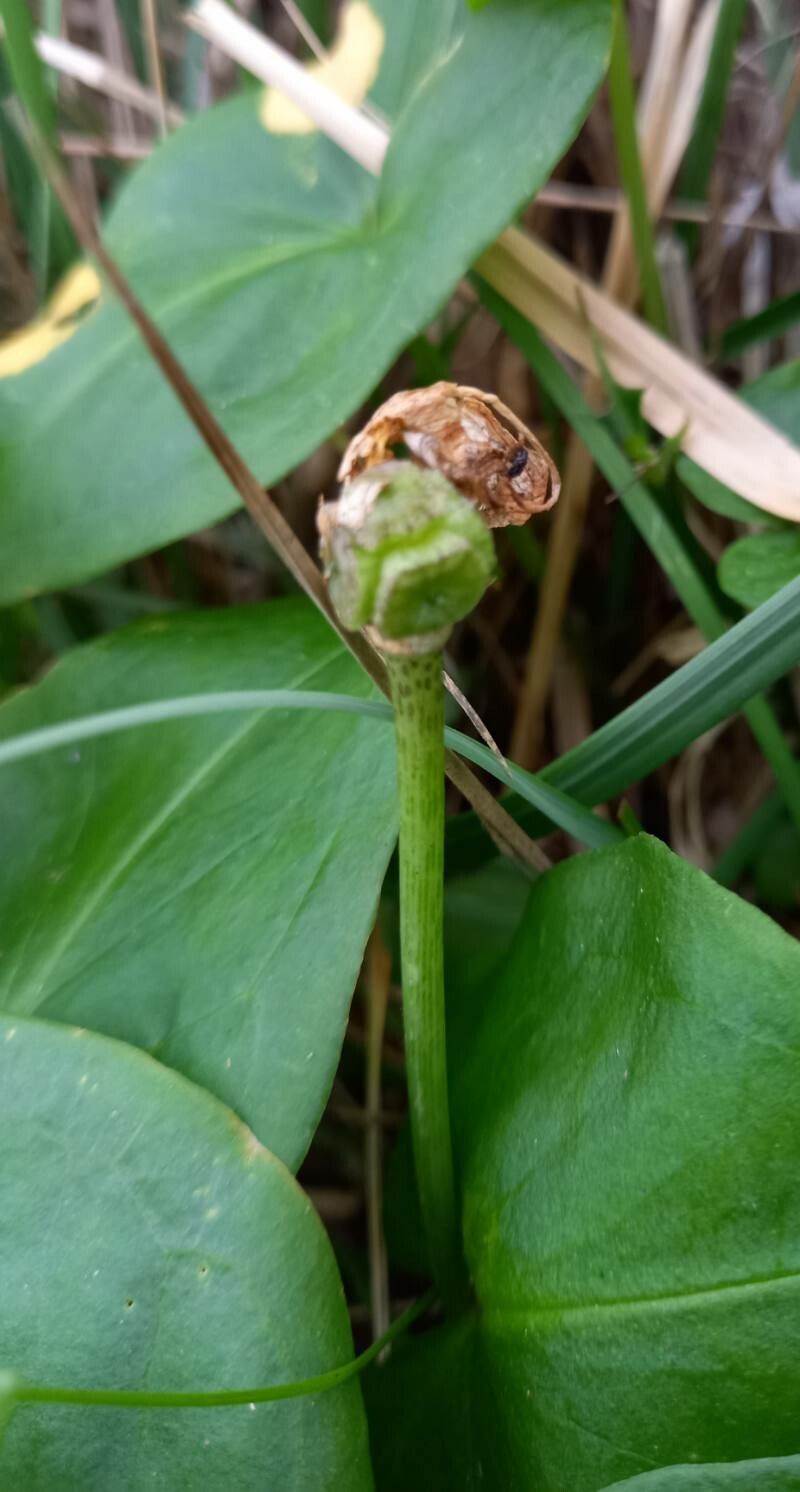 Arisarum vulgare fruit