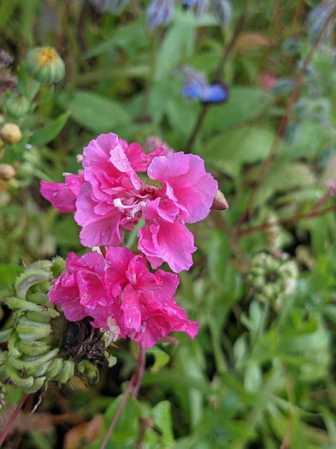 Clarkia unguiculata flower