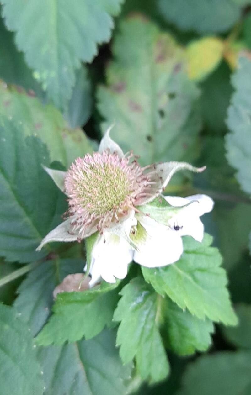 Rubus rosifolius flower